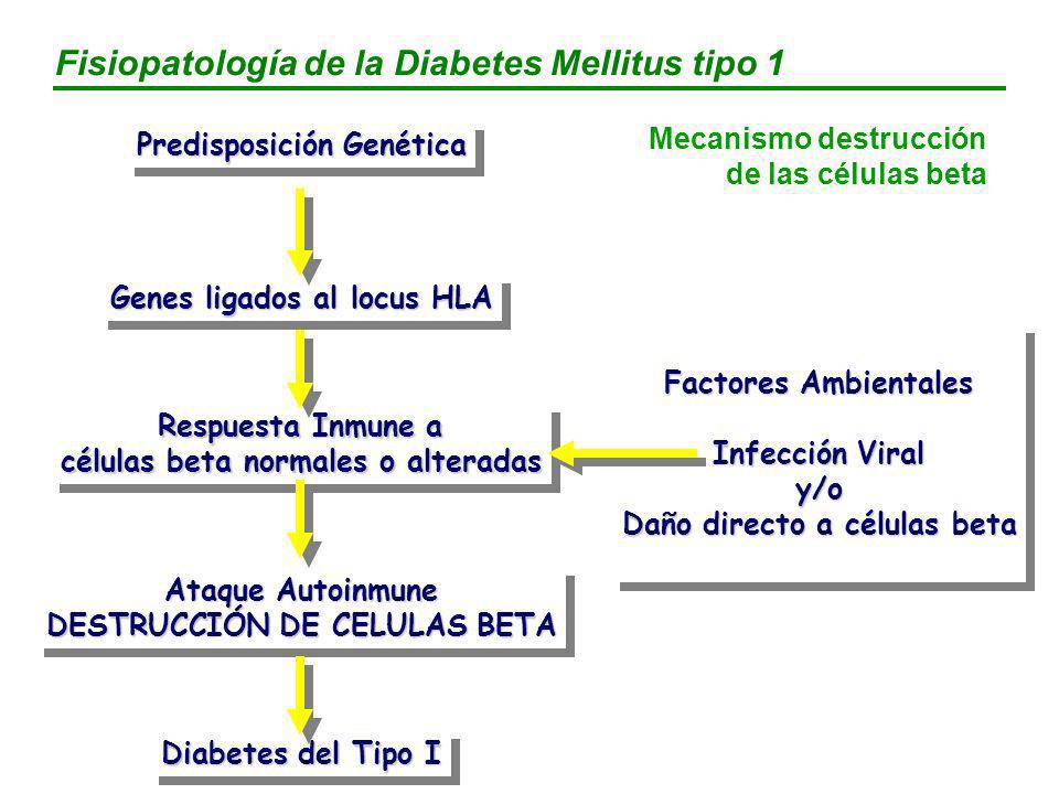 ataque autoinmune en células beta y diabetes
